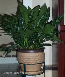 آگلونما ماریا